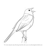 How to Draw a Reed Bunting