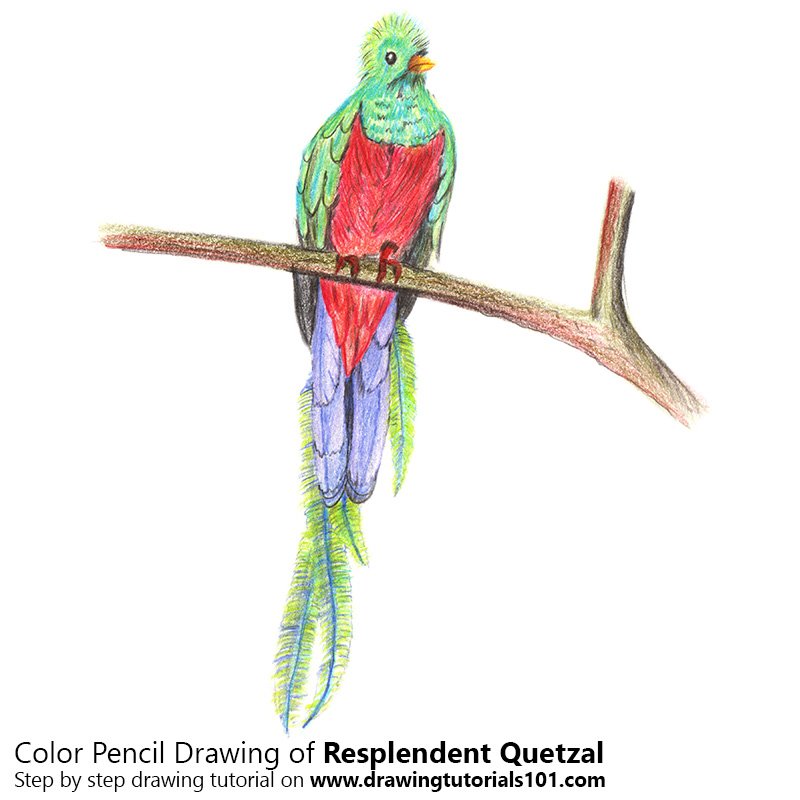 How to Draw a Resplendent Quetzal by Color Pencils
