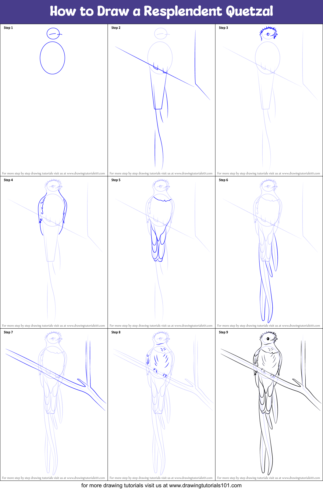 How to Draw a Resplendent Quetzal Printable Step by Step