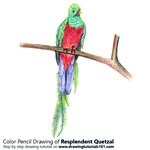 How to Draw a Resplendent Quetzal