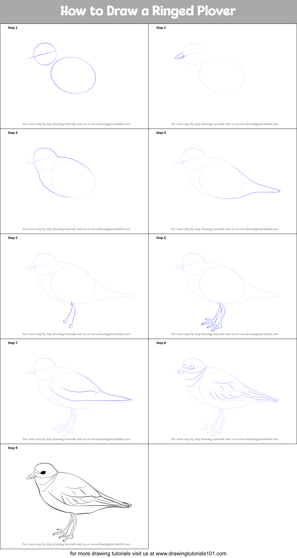 How to Draw a Ringed Plover Printable Step by Step