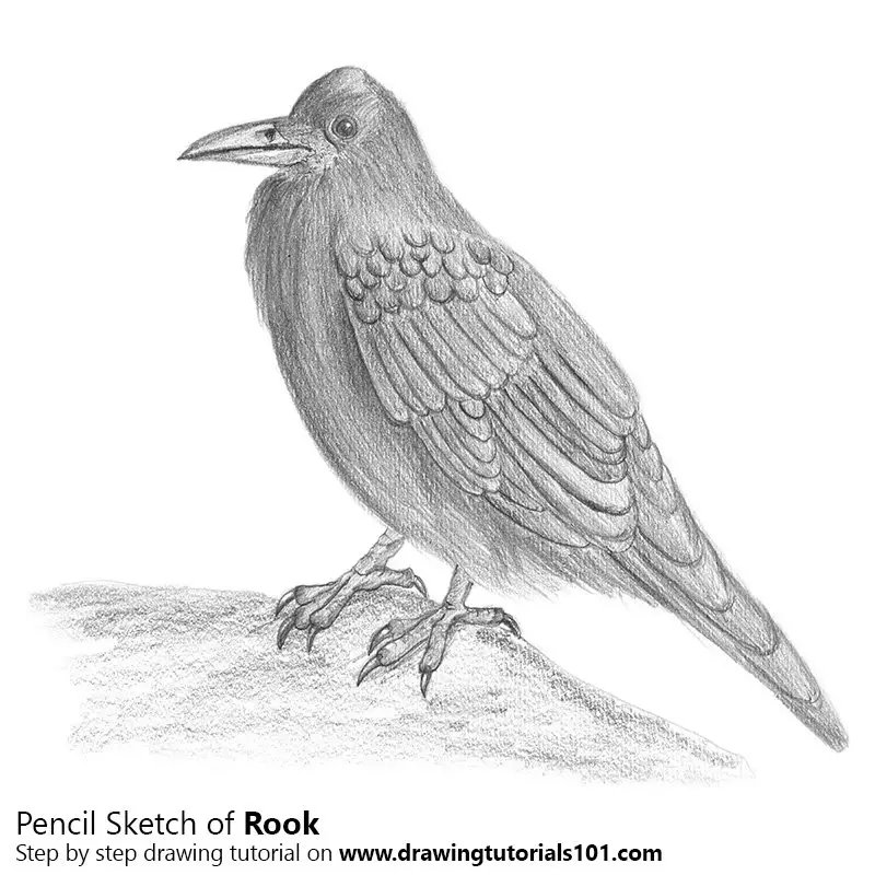 Pencil Sketch of Rook with Pencils - Pencil Drawing