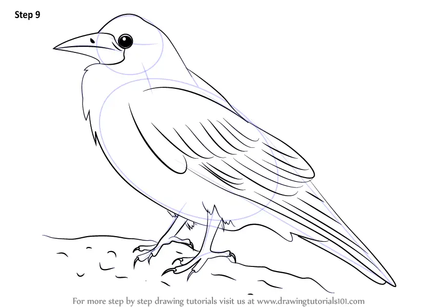 How to Draw a Rook (Birds) Step by Step | DrawingTutorials101.com