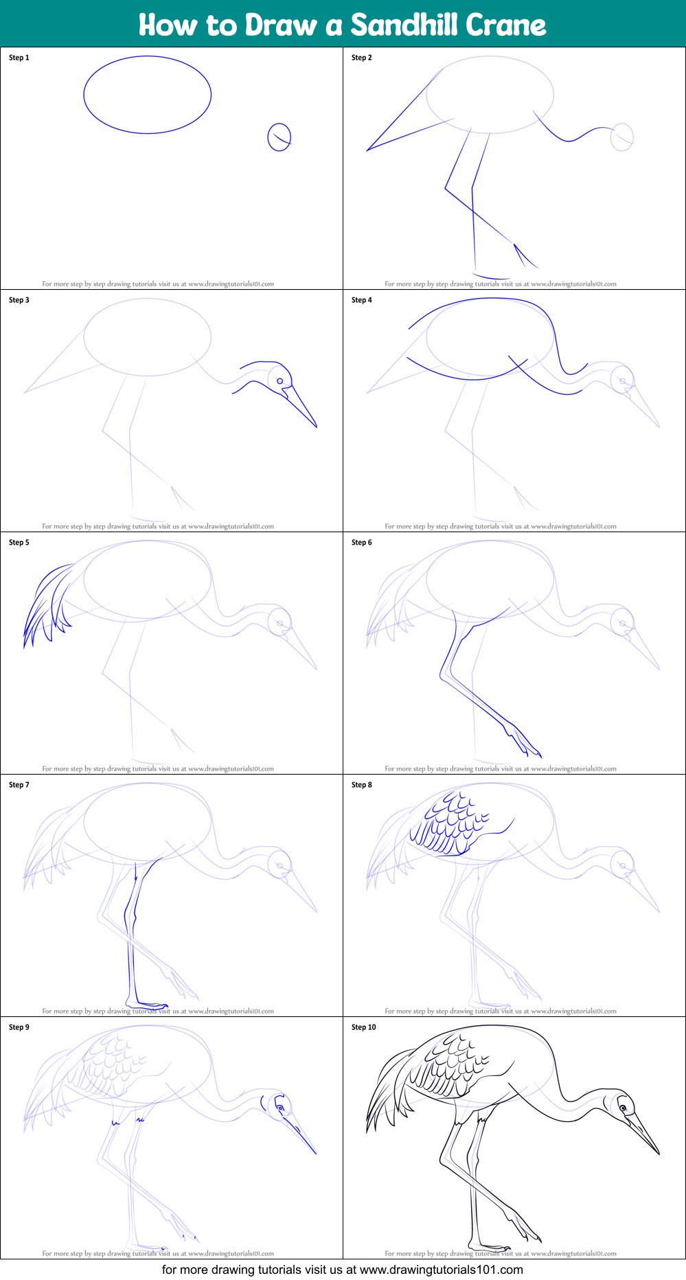 How to Draw a Sandhill Crane Printable Step by Step