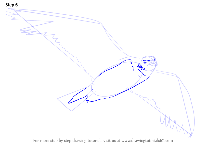 Learn How to Draw a Seagull Flying (Birds) Step by Step : Drawing Tutorials