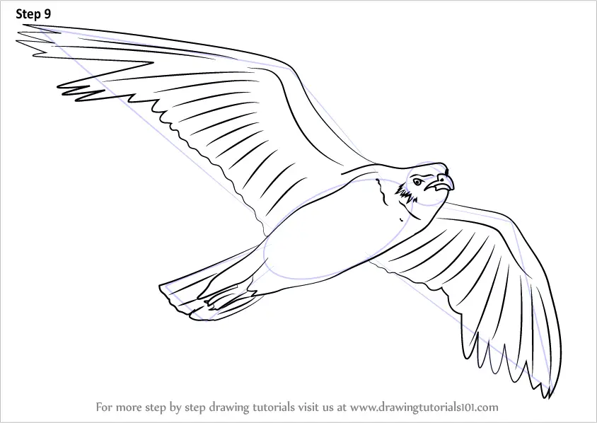 Learn How to Draw a Seagull Flying Birds Step by Step
