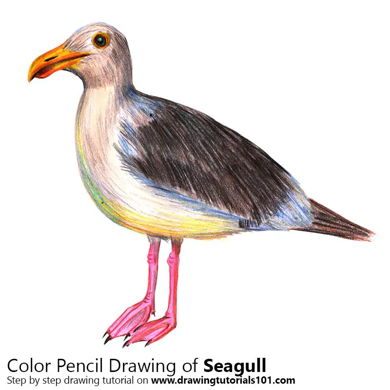 Seagull Color Pencil Drawing