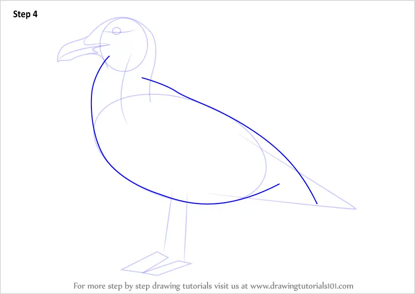 Learn How to Draw a Seagull (Birds) Step by Step : Drawing Tutorials