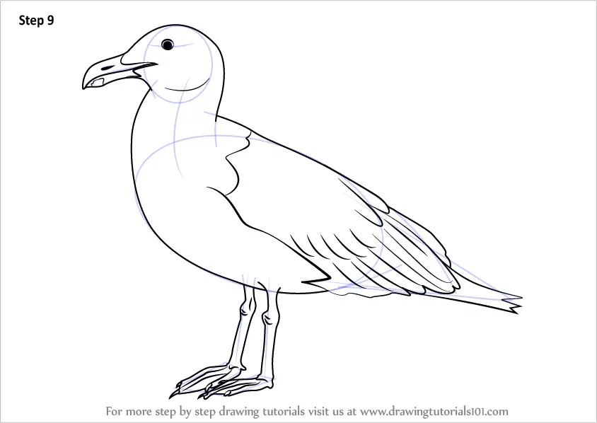 Learn How to Draw a Seagull (Birds) Step by Step : Drawing Tutorials