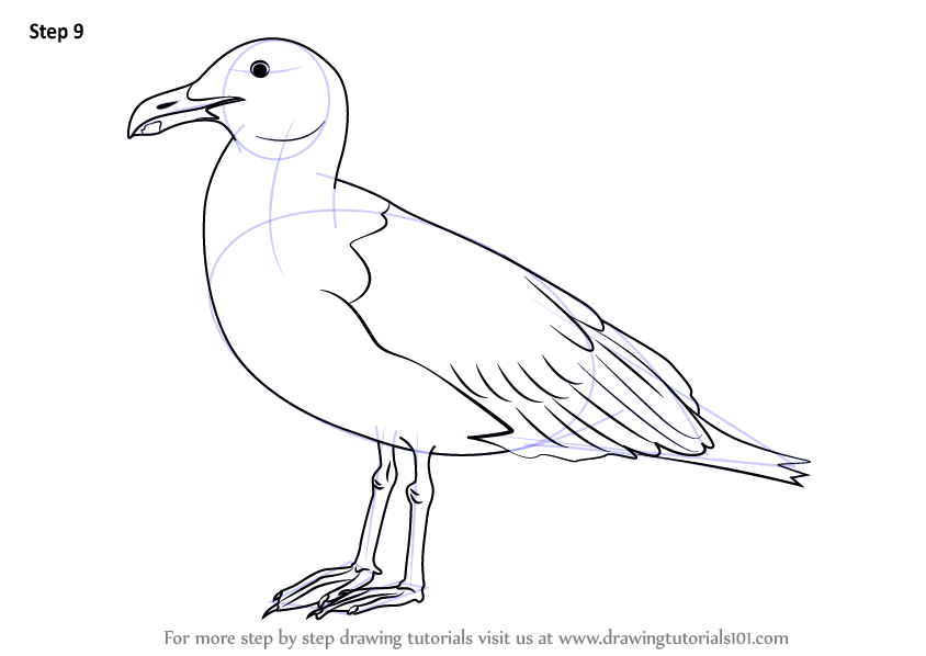 Learn How to Draw a Seagull (Birds) Step by Step : Drawing Tutorials