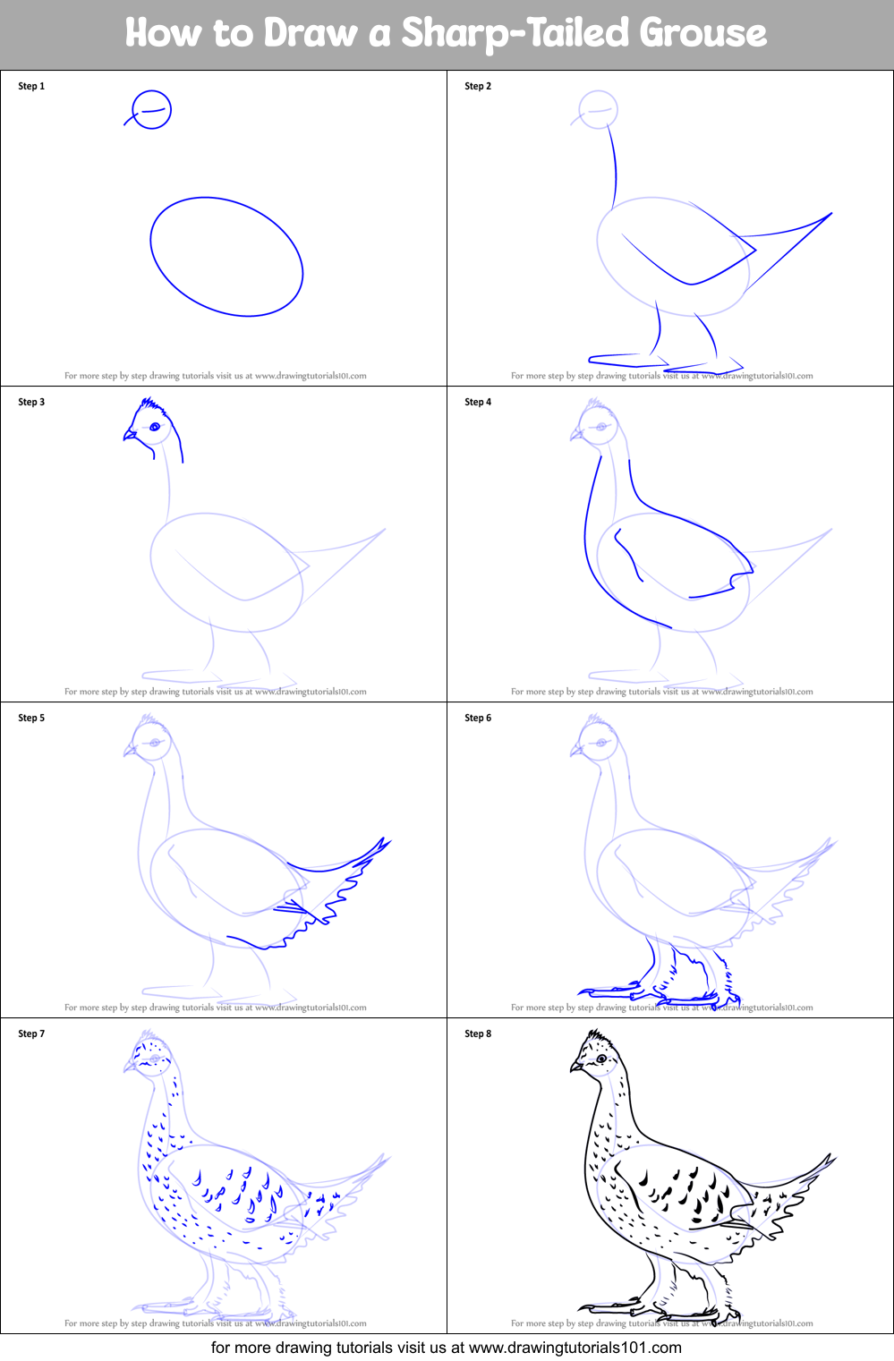 How to Draw a Sharp-Tailed Grouse Printable Step by Step