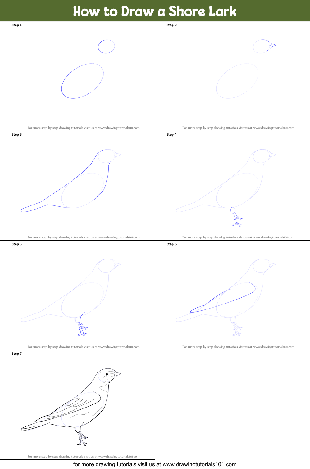How to Draw a Shore Lark Printable Step by Step
