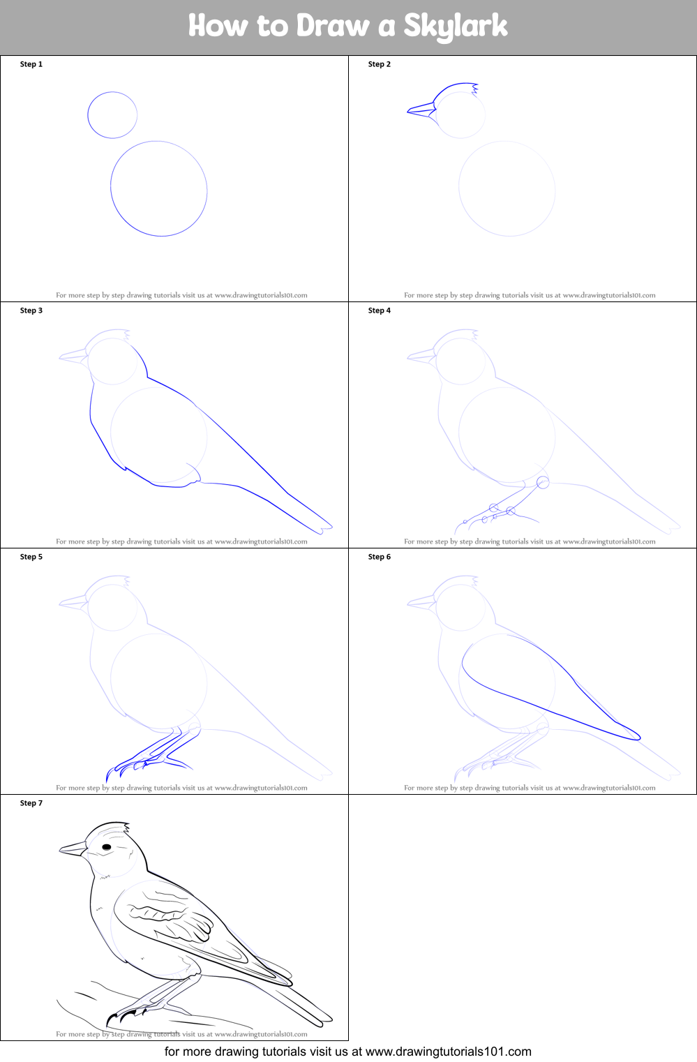 How to Draw a Skylark Printable Step by Step