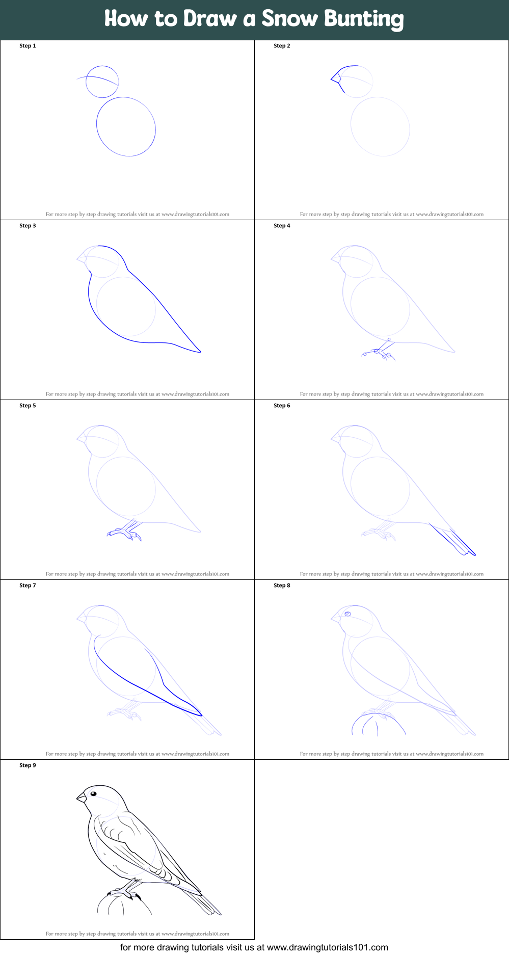 How to Draw a Snow Bunting Printable Step by Step