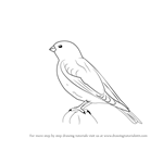 How to Draw a Snow Bunting
