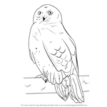 How to Draw a Snowy Owl