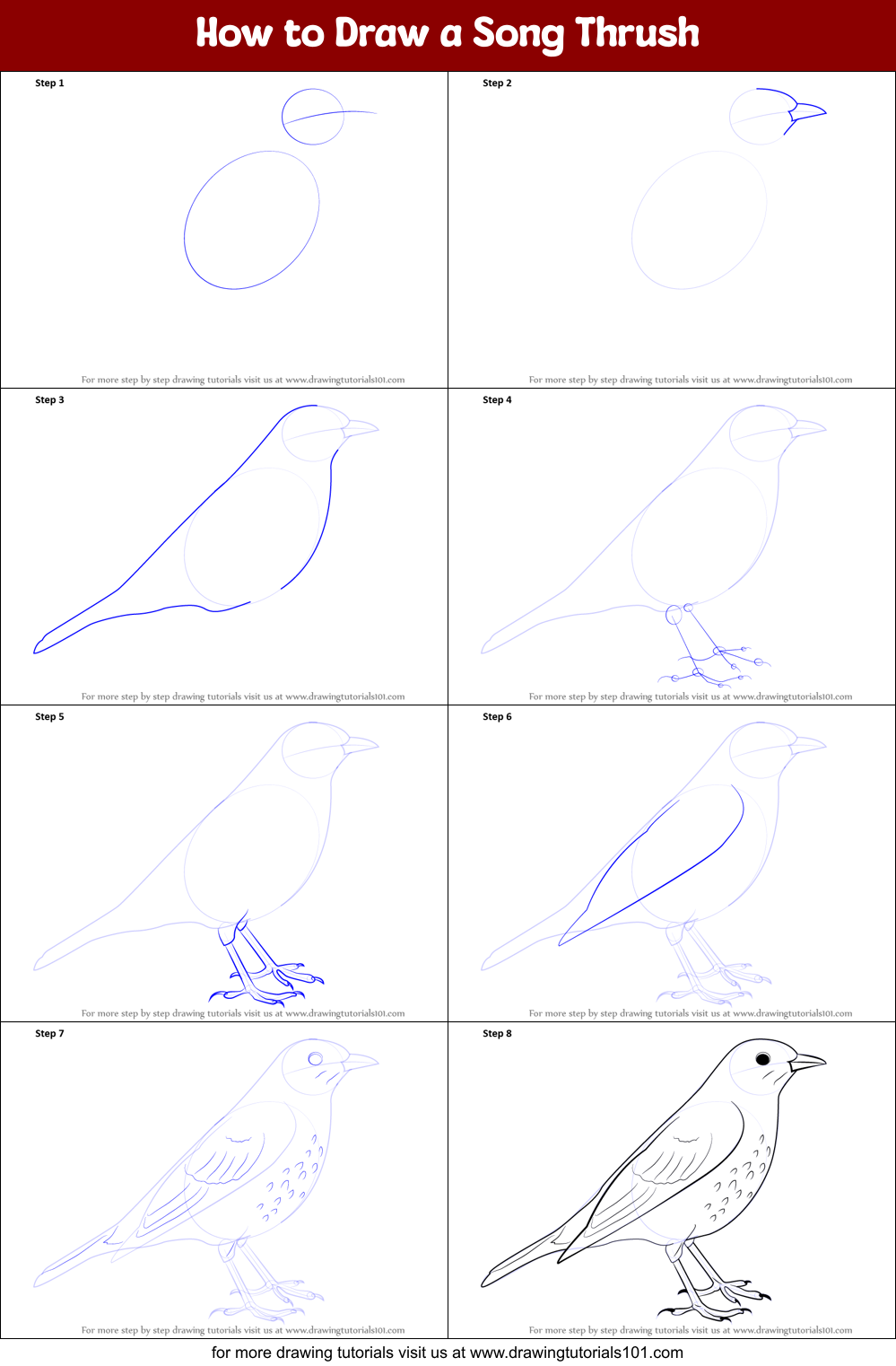 How to Draw a Song Thrush Printable Step by Step