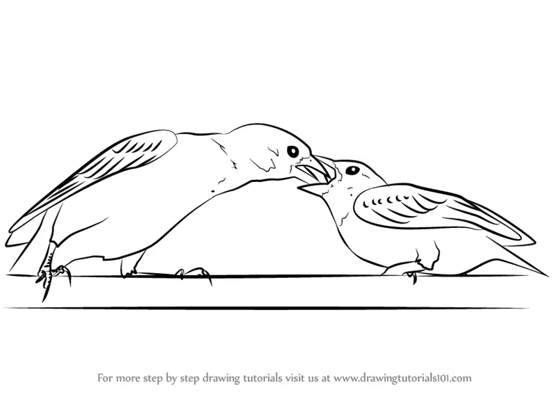 Learn How to Draw Sparrow Feeding Young One (Birds) Step by Step : Drawing  Tutorials