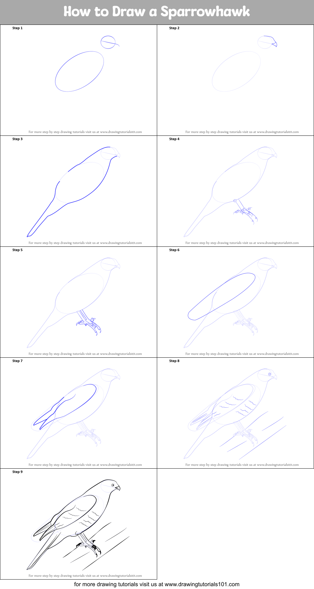 How to Draw a Sparrowhawk Printable Step by Step