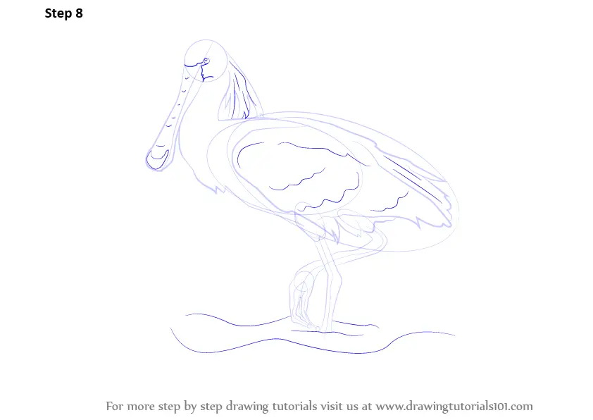 Download Step by Step How to Draw a Spoonbill : DrawingTutorials101.com