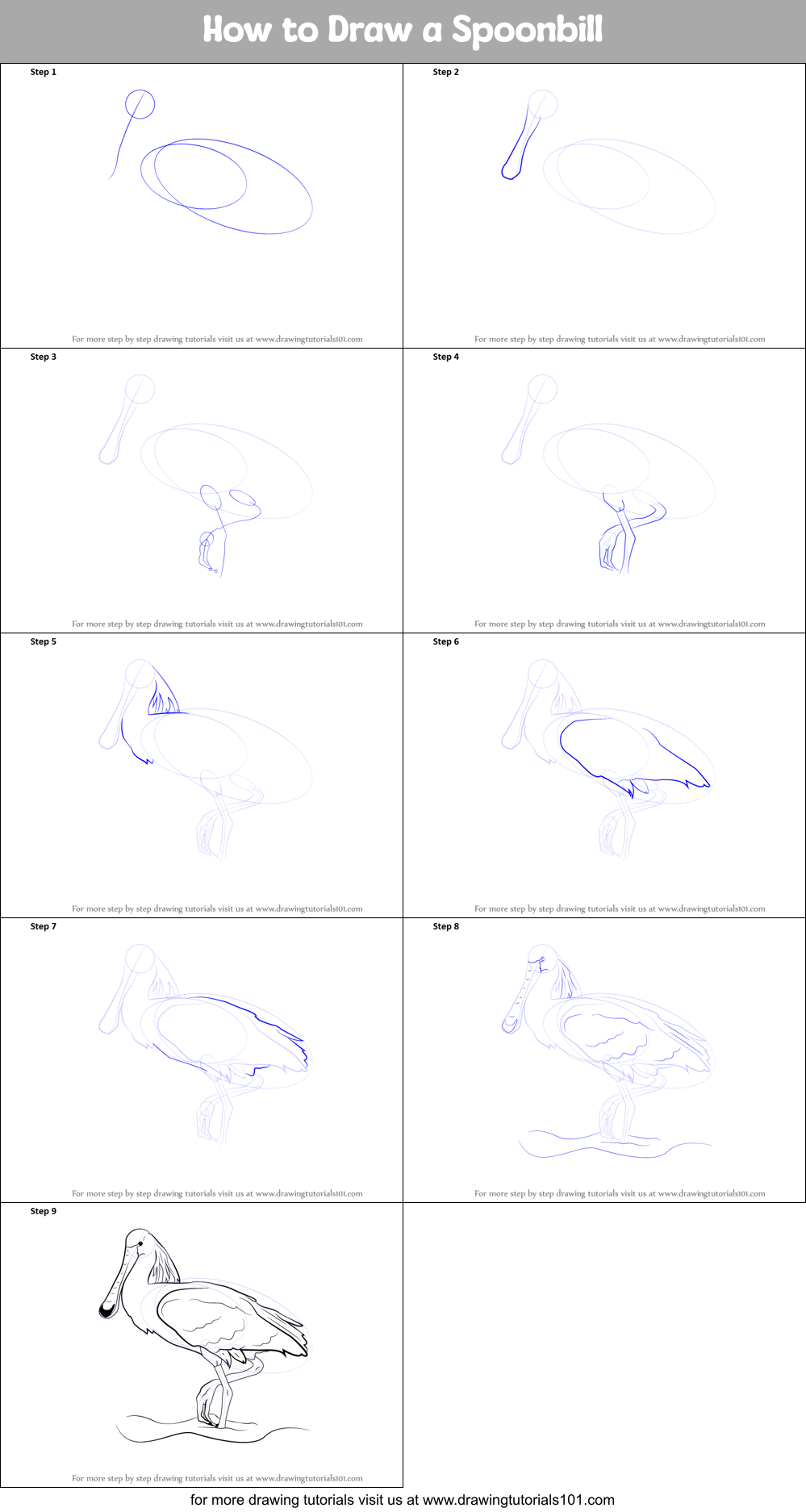 How to Draw a Spoonbill Printable Step by Step