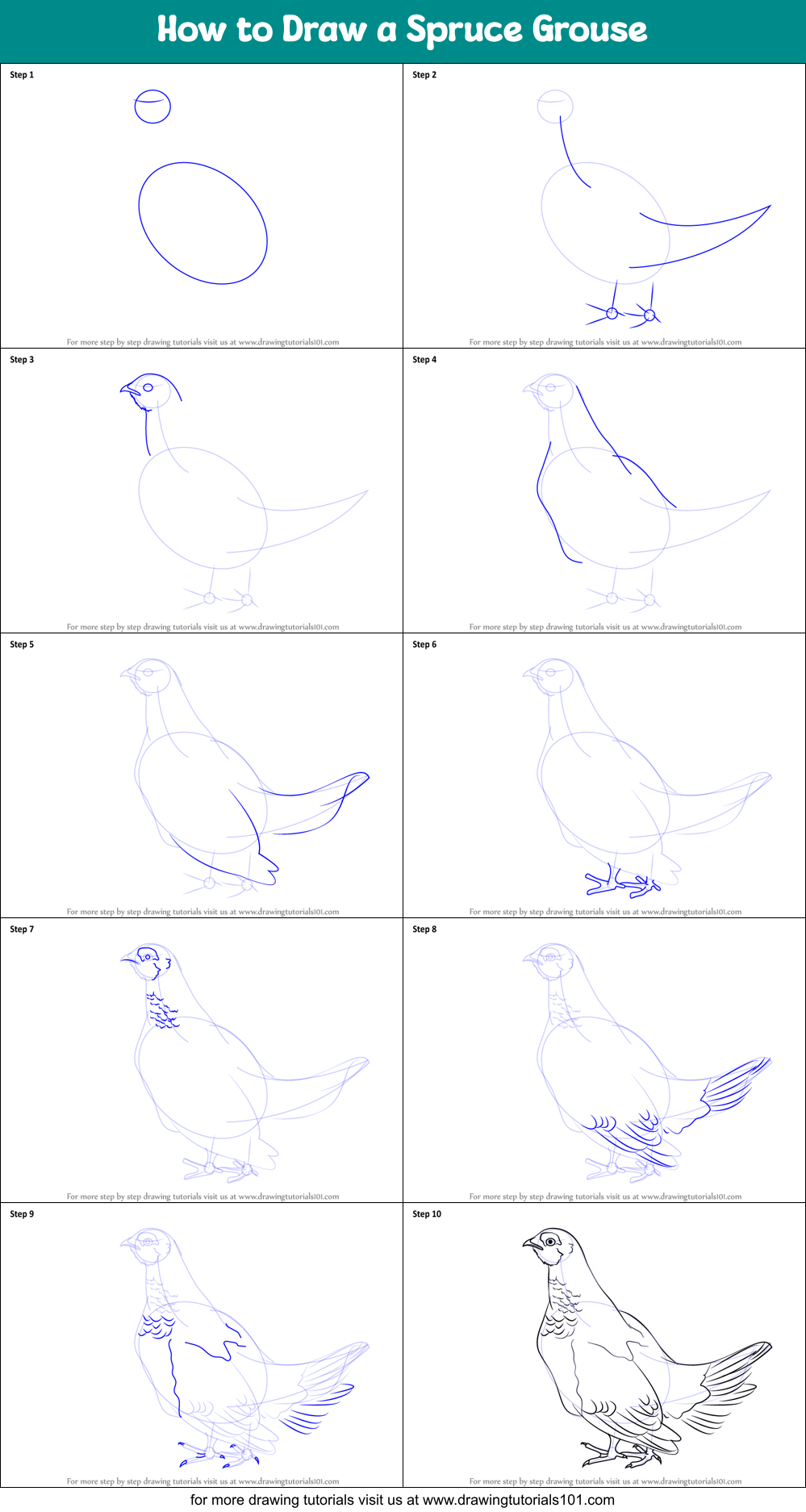 How to Draw a Spruce Grouse Printable Step by Step