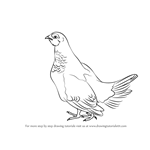 How to Draw a Spruce Grouse