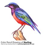 How to Draw a Starling