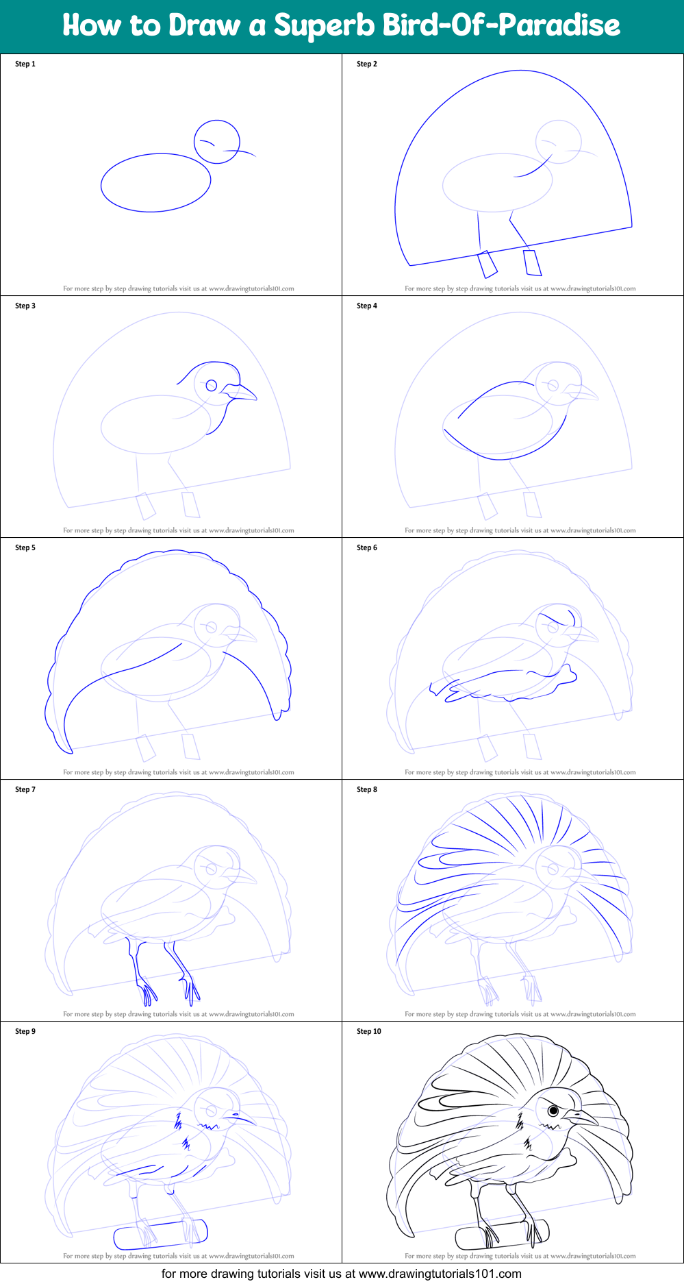How to Draw a Superb Bird-Of-Paradise Printable Step by Step