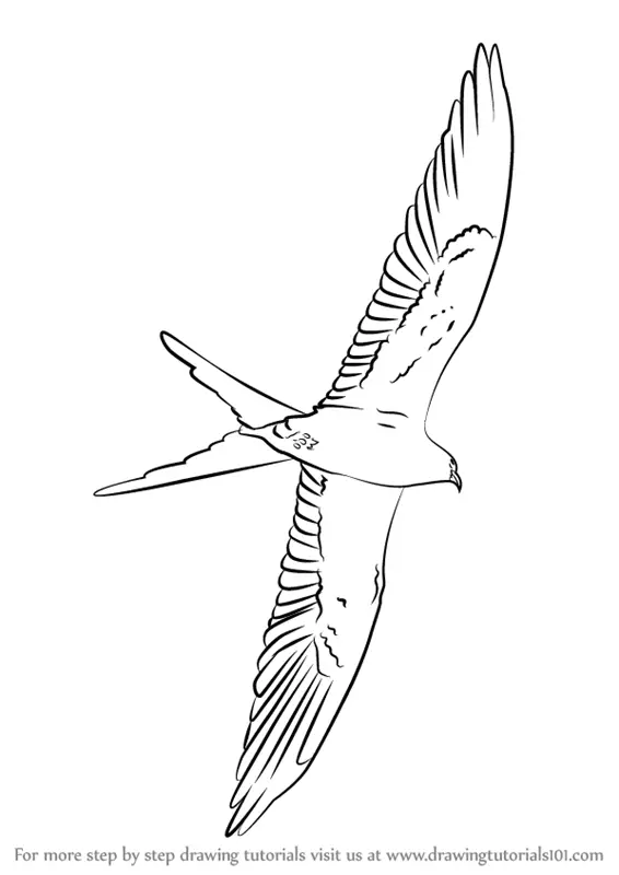 kite swallow tailed draw drawing step
