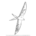 How to Draw a Swallow-Tailed Kite