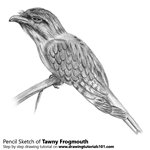 How to Draw a Tawny Frogmouth