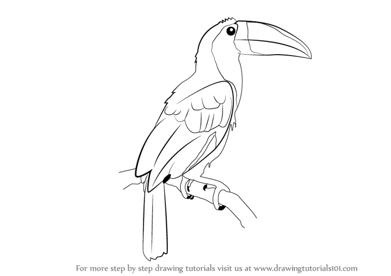 Drawing Of A Tucan