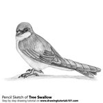 How to Draw a Tree Swallow