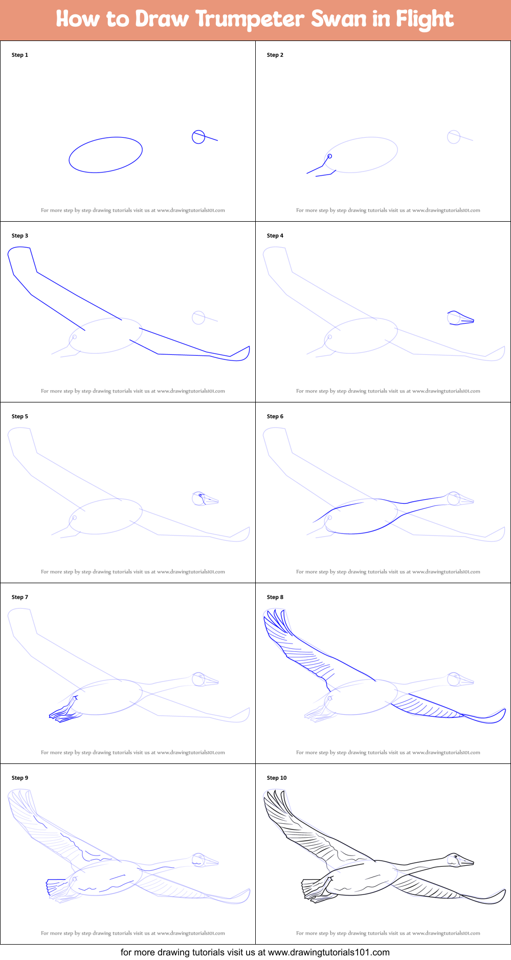 How to Draw Trumpeter Swan in Flight Printable Step by Step