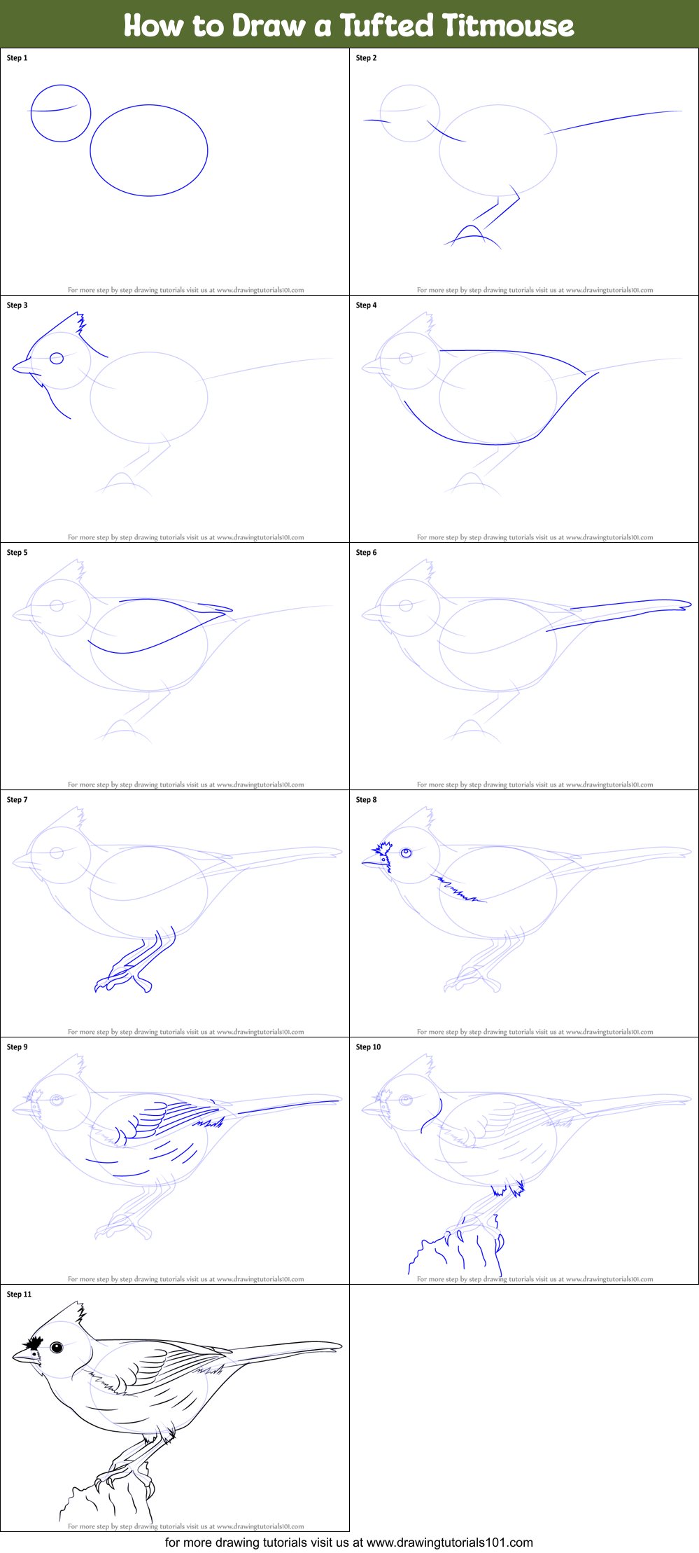 How to Draw a Tufted Titmouse printable step by step ...