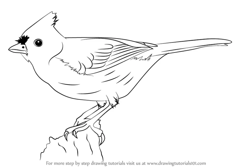 titmouse tufted draw drawing birds step tutorials drawingtutorials101