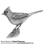How to Draw a Tufted Titmouse