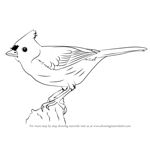 How to Draw a Tufted Titmouse