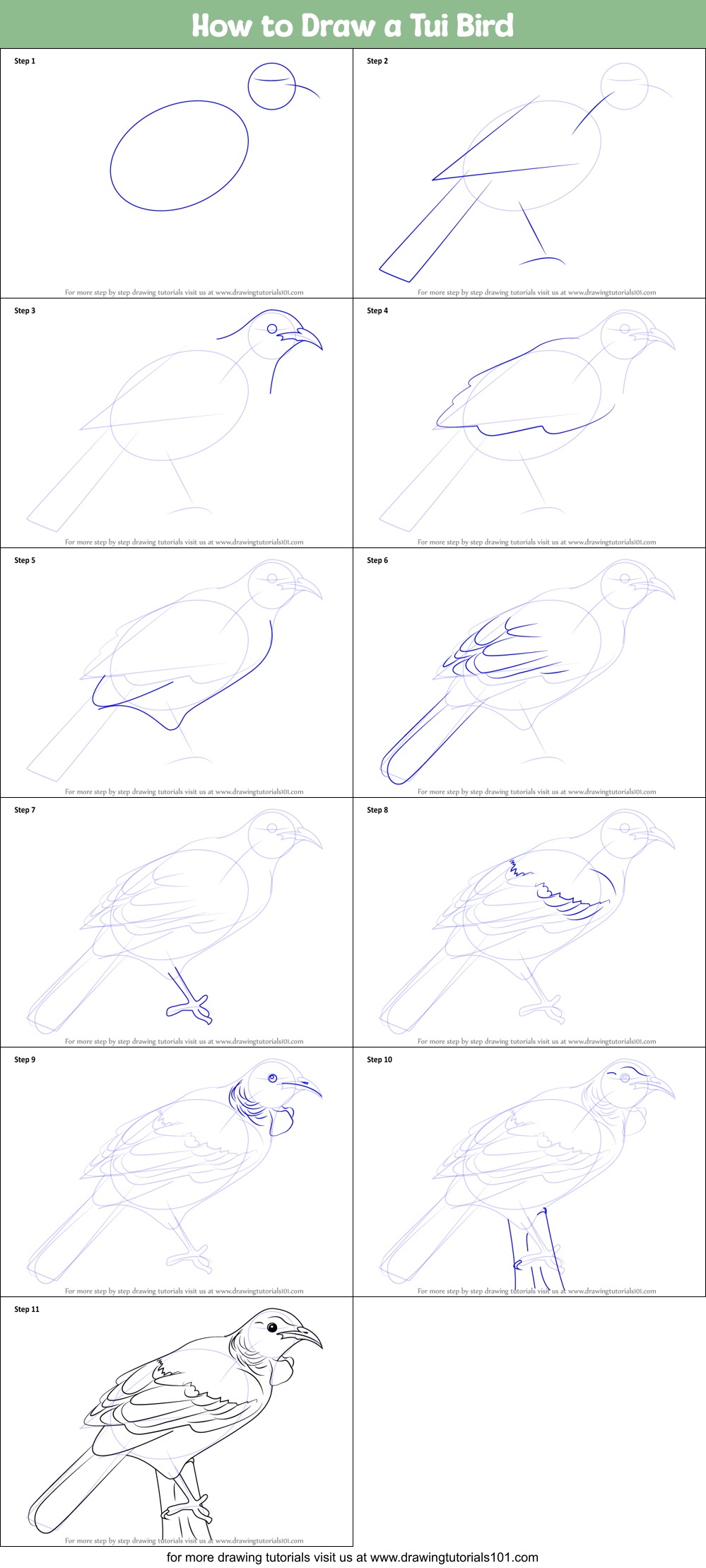 How to Draw a Tui Bird Printable Step by Step