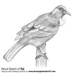 How to Draw a Tui Bird