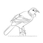 How to Draw a Tui Bird