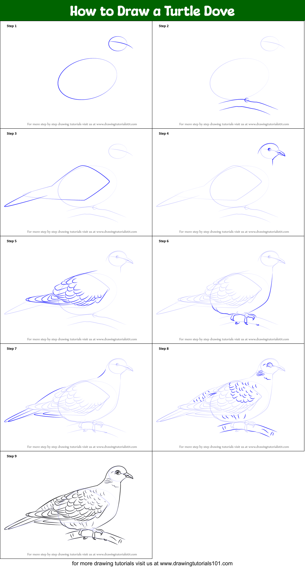 How to Draw a Turtle Dove Printable Step by Step