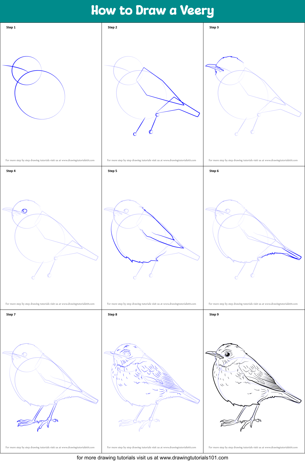 How to Draw a Veery Printable Step by Step