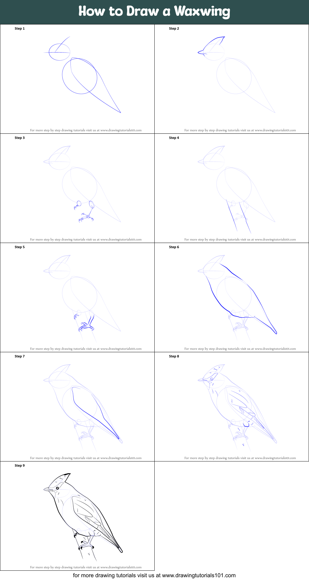How to Draw a Waxwing Printable Step by Step