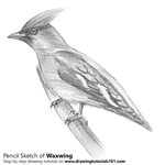 How to Draw a Waxwing