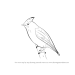 How to Draw a Waxwing