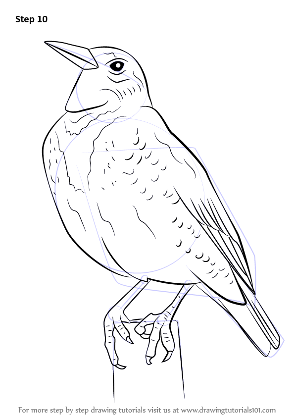 How to Draw a Western Meadowlark (Birds) Step by Step