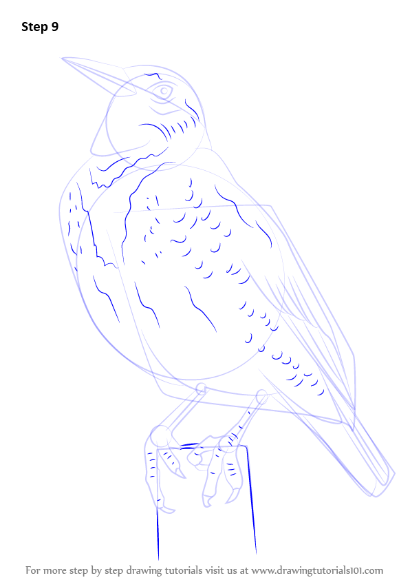 How to Draw a Western Meadowlark (Birds) Step by Step
