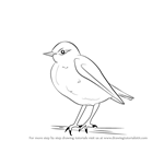 How to Draw a Wheatear